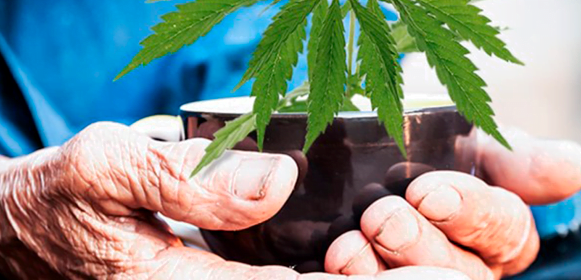 Simpósio sobre Cannabis medicinal inicia hoje