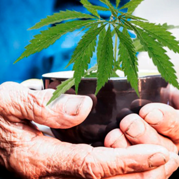 Simpósio sobre Cannabis medicinal inicia hoje Simpósio sobre Cannabis medicinal inicia hoje