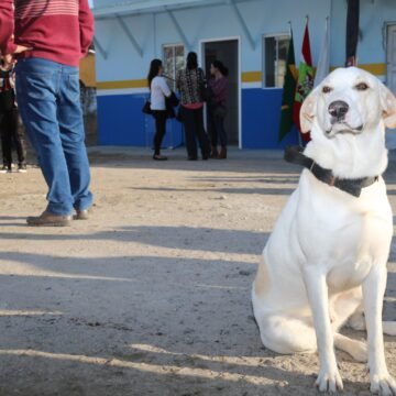Prefeitura de Imbituba vai realizar feira de adoção de animais