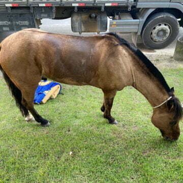 Cavalo furtado em Capivari de Baixo é recuperado pela polícia em Treze de Maio