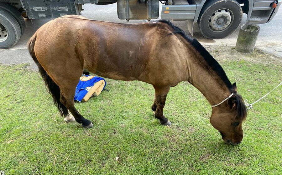 Cavalo furtado em Capivari de Baixo é recuperado pela polícia em Treze de Maio