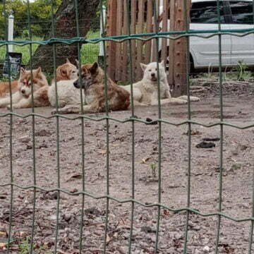 Justiça determina que cães resgatados de canil clandestino podem ir para lares provisórios
