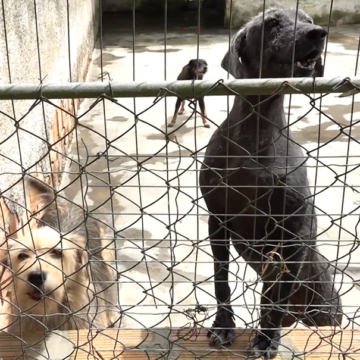 Prefeitura de Tubarão abre credenciamento de clínicas veterinárias para castração de cães e de gatos Prefeitura de Tubarão abre credenciamento de clínicas veterinárias para castração de cães e de gatos