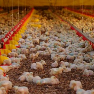 Exportações de carne de frango catarinense crescem 57,5% em outubro Exportações de carne de frango catarinense crescem 57,5% em outubro