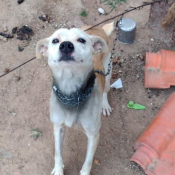 Jovem é preso por maus-tratos a animal doméstico, em Tubarão Jovem é preso por maus-tratos a animal doméstico, em Tubarão