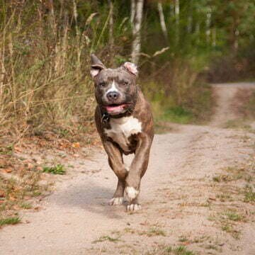 Duas crianças são atacadas por pitbull solto na rua, em Braço do Norte