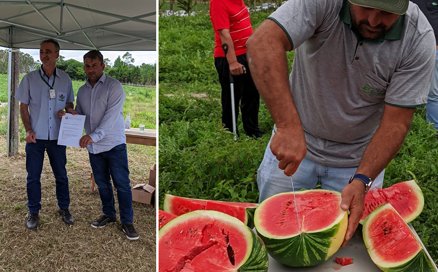 Jaguaruna recebe o título de Capital Catarinense do Produtor de Melancia e dá início a colheita da fruta