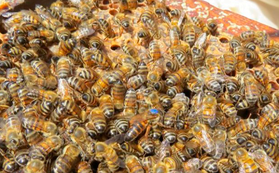 Santa Catarina investe R$ 1 milhão para fortalecer a apicultura e meliponicultora