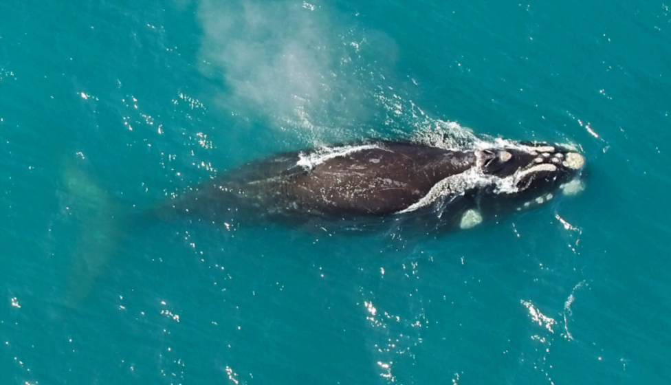 Campanha disponibiliza seis baleias-francas para adoção; entenda