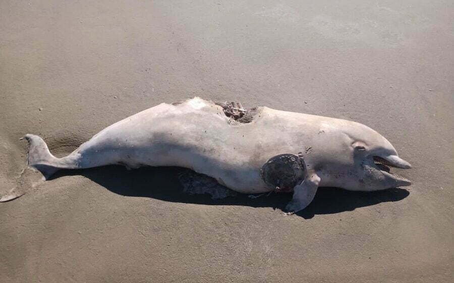Boto com marcas de mordida de tubarão é encontrado morto em Laguna