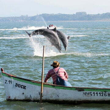 Projeto de preservação do boto pescador receberá recursos de fundo do MPSC Projeto de preservação do boto pescador receberá recursos de fundo do MPSC