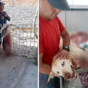 Cão morre após tentar pular portão com pontas metálicas ao se assustar com fogos de artifício