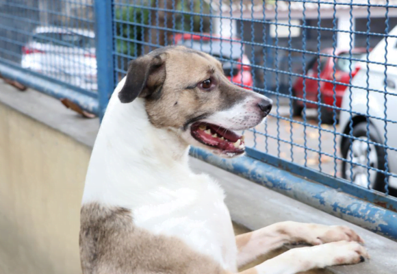 Tubarão: mutirão de castração atenderá cerca de 300 animais em maio