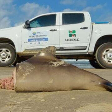 Toninha ameaçada de extinção é encontrada cortada ao meio em praia de Laguna Toninha ameaçada de extinção é encontrada cortada ao meio em praia de Laguna
