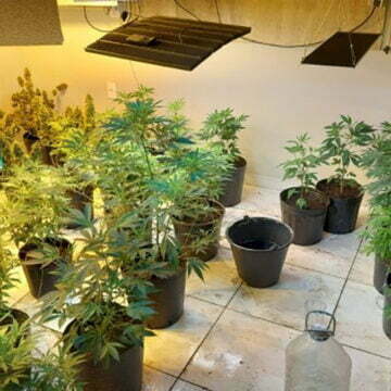 PM flagra estufa com mais de 40 pés de maconha em residência de Laguna; VÍDEO