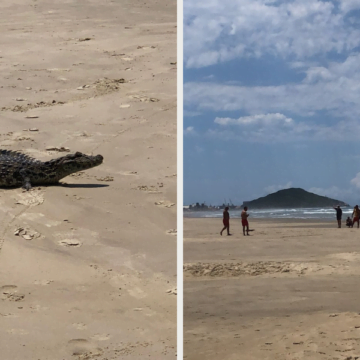 Jacaré é capturado após ser visto circulando em praia de Imbituba