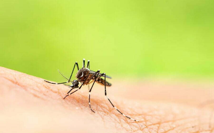 Oito focos do mosquito da dengue são encontrados em São Ludgero