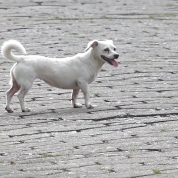 Capivari de Baixo terá primeira Feira de Adoção de cães e gatos neste mês