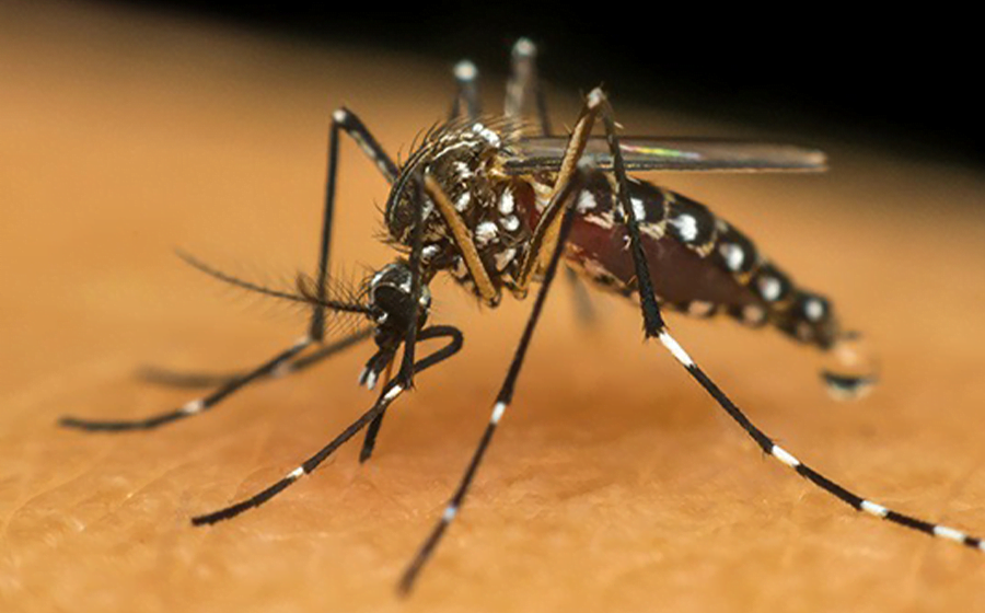 Imbituba registra o 49º foco do Aedes aegypti somente neste ano