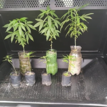 Homem é preso por cultivar maconha em casa invadida, em Jaguaruna