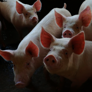 Santa Catarina cria linha de crédito para apoiar suinocultores independentes Santa Catarina cria linha de crédito para apoiar suinocultores independentes