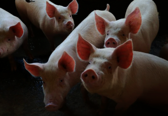 Exportação catarinense de suínos bate recorde em julho com melhor resultado desde 1997