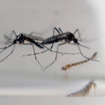 SC já registra oito óbitos por dengue e chikungunya