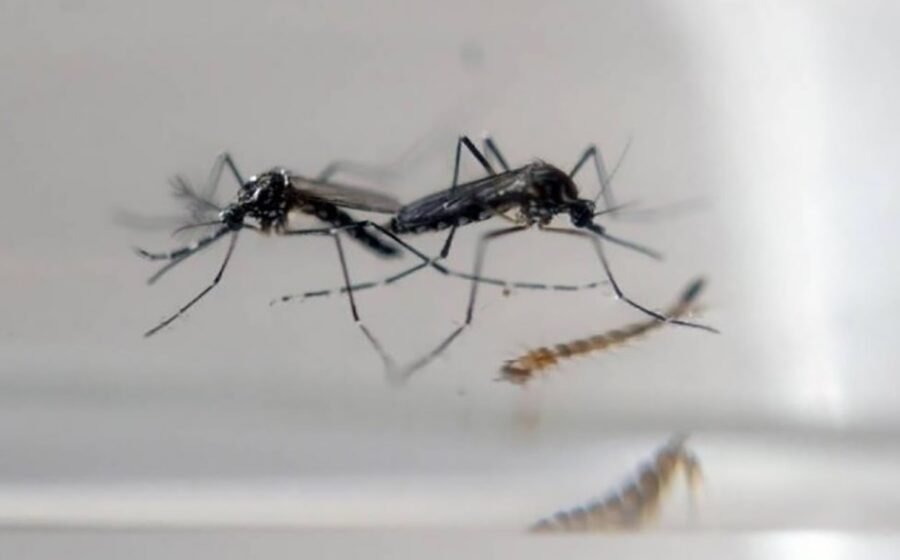 Exército Brasileiro está em São Ludgero para combater mosquito da dengue