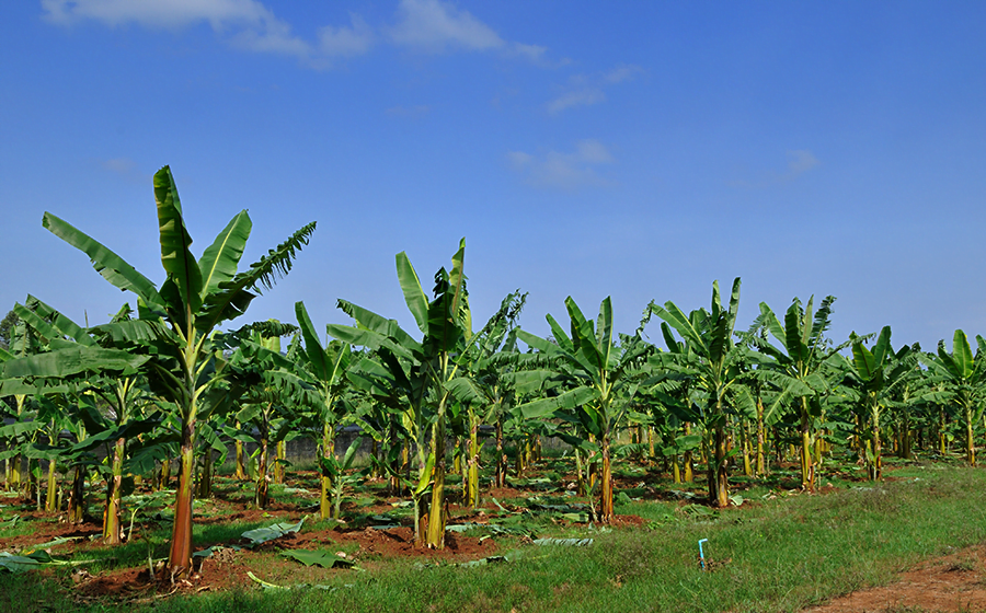 Produção de banana deve ser 50% maior do que no ano passado em SC