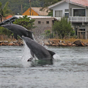 Dia Estadual do Boto Pescador celebra importância de preservação da espécie Dia Estadual do Boto Pescador celebra importância de preservação da espécie