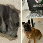 Cão farejador encontra quase 500 pinos de cocaína escondidos em um buraco na parede