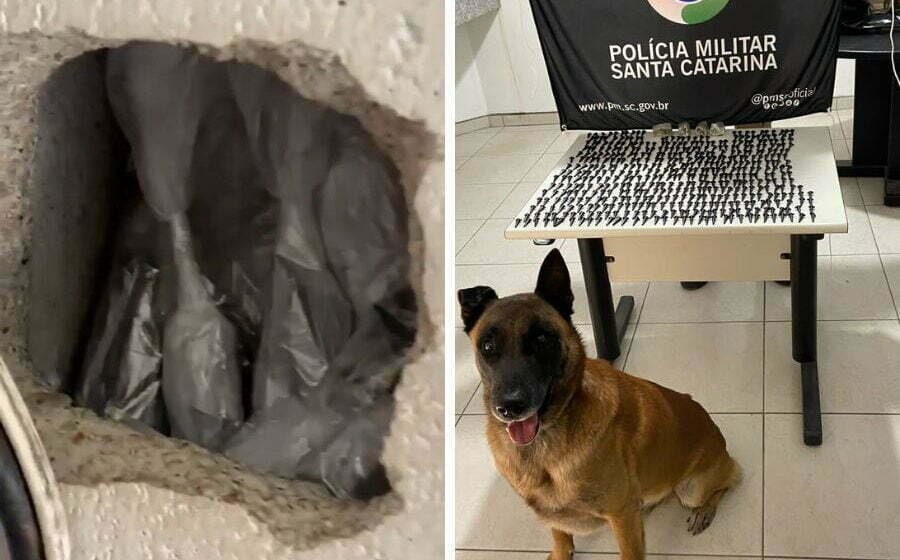 Cão farejador encontra quase 500 pinos de cocaína escondidos em um buraco na parede; VÍDEO