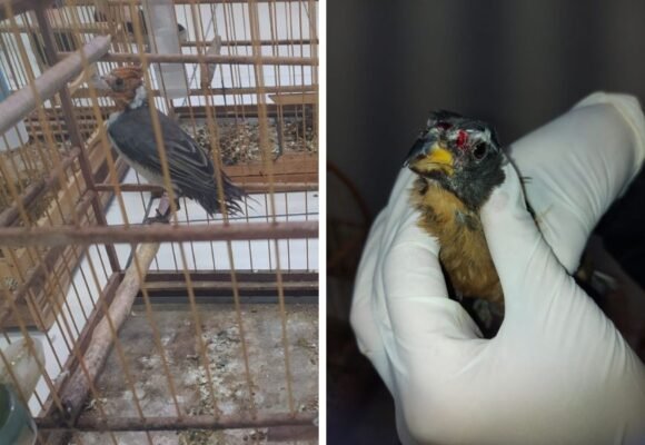 Policia Civil apreende 28 aves silvestres mantidas de forma ilegal em residência; FOTOS