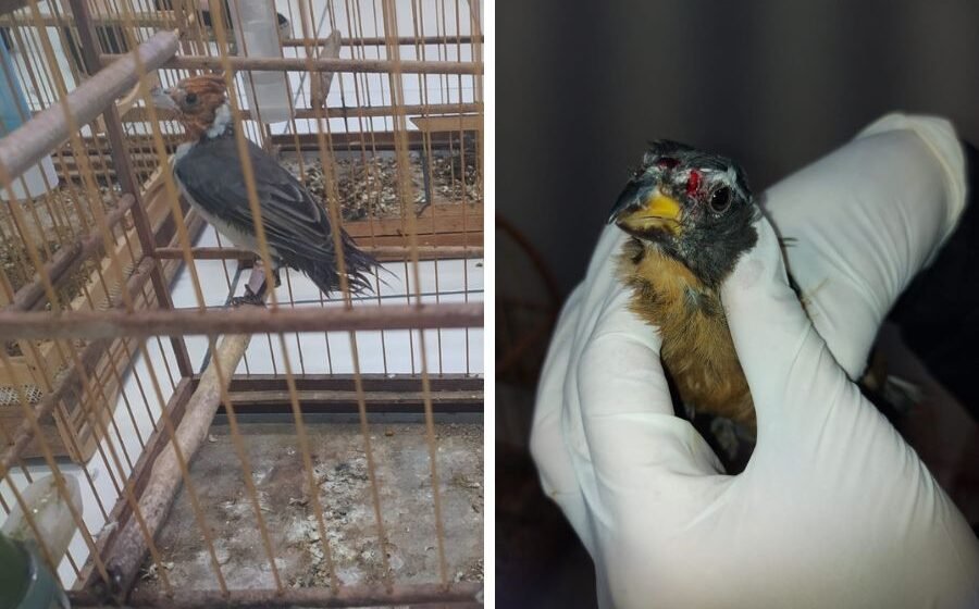 Policia Civil apreende 28 aves silvestres mantidas de forma ilegal em residência; FOTOS