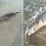 Tubarão é encontrado encalhado em praia de Laguna