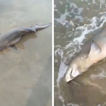 Tubarão é encontrado encalhado em praia de Laguna; VÍDEO Tubarão é encontrado encalhado em praia de Laguna; VÍDEO