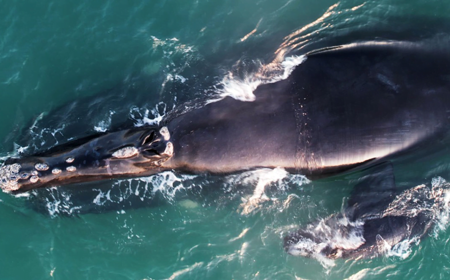 Monitoramento terrestre avista 27 baleias-francas no litoral de Santa Catarina
