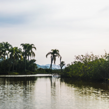 Última área de mangues localizada ao Sul do Brasil fica em Laguna