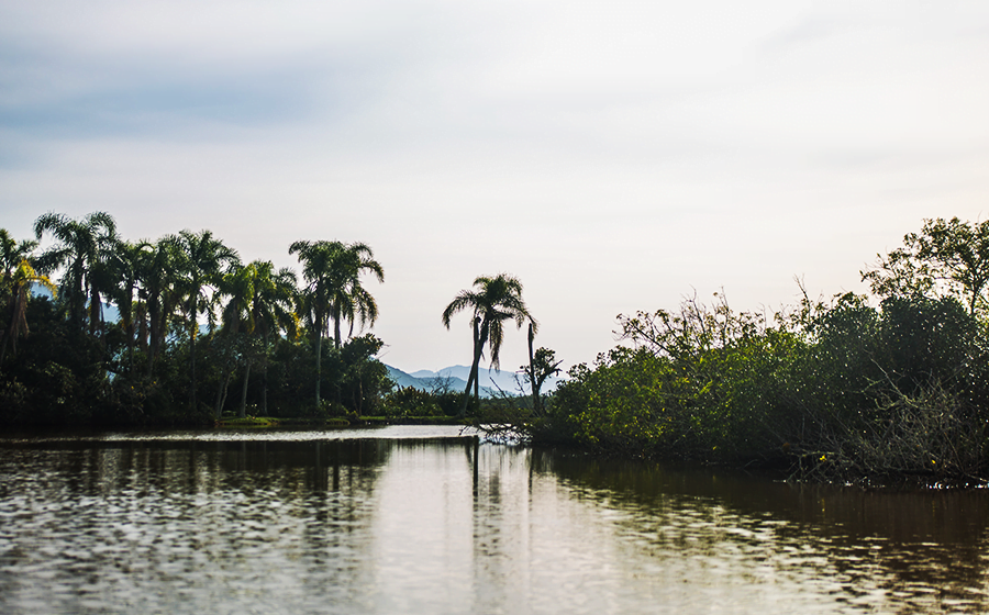 Última área de mangues localizada ao Sul do Brasil fica em Laguna