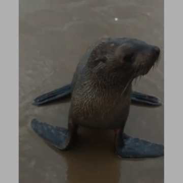 Lobo-marinho é encontrado descansando em praia de Jaguaruna Lobo-marinho é encontrado descansando em praia de Jaguaruna