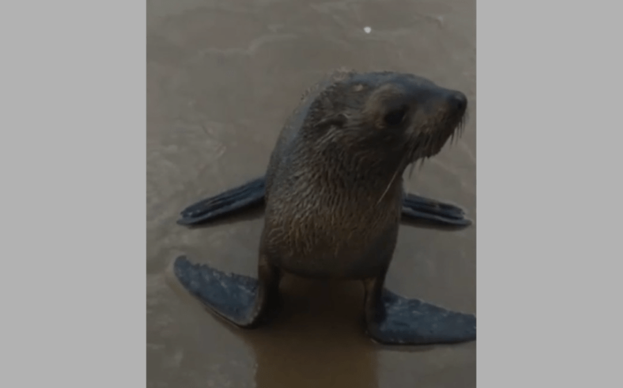 Lobo-marinho é encontrado descansando em praia de Jaguaruna