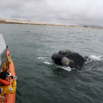 Estudo do Turismo Embarcado de Observação de Baleias acontece em Imbituba