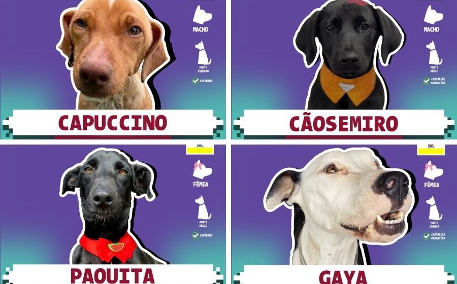 Animais para adoção viram figurinhas da copa em campanha da Prefeitura de Laguna