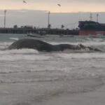 Baleia-jubarte é encontrada morta em praia de Imbituba