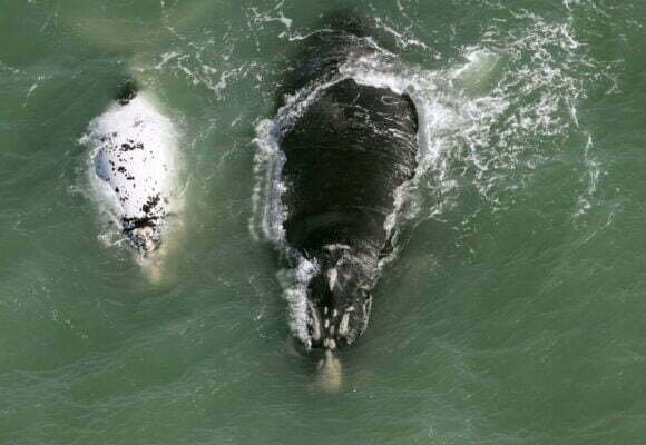 Cerca de 250 baleias-francas são avistadas em sobrevoo entre SC e RS