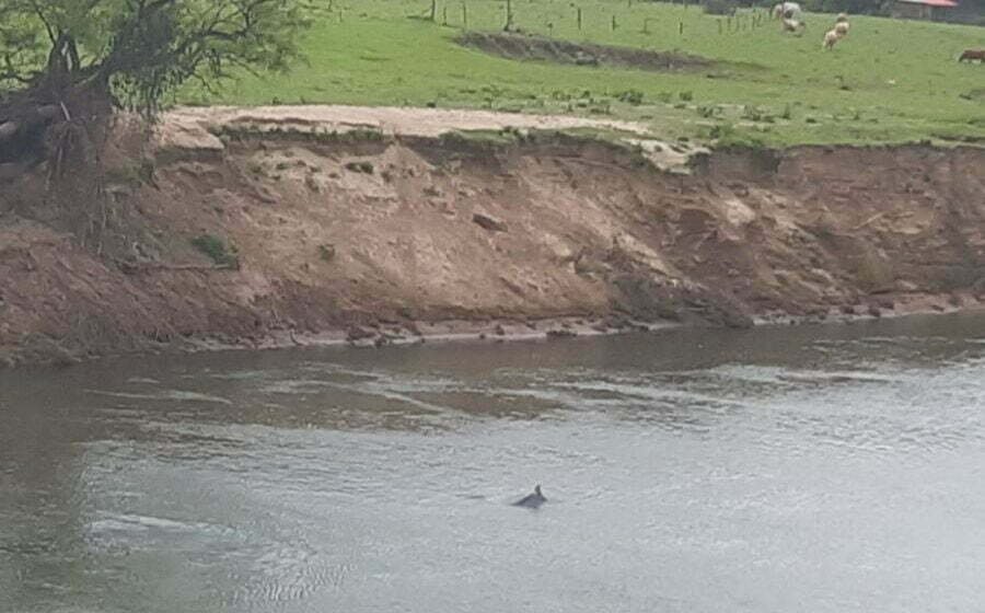 Boto é visto no Rio Tubarão, no Km 60, e resgate do animal mobiliza operação