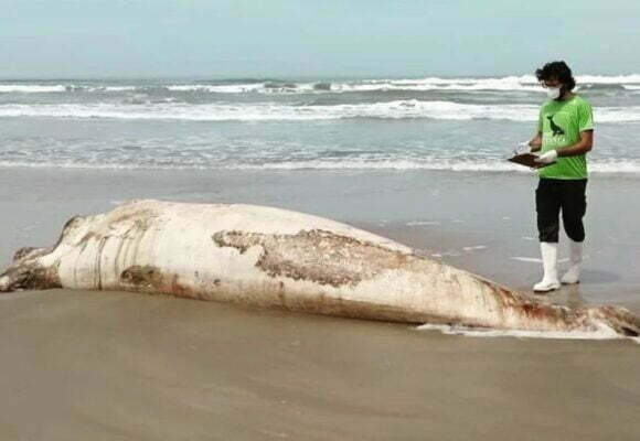 Filhote de baleia-franca é encontrado em estado de decomposição em praia de Jaguaruna