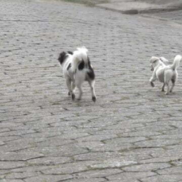 Imbituba promove Feira de Adoção de animais pela internet