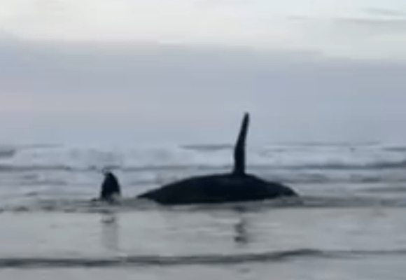 Baleia-jubarte encalha em praia de Jaguaruna nesta quarta-feira; VÍDEO