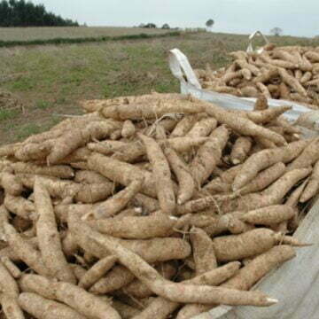 Encontro reunirá produtores de mandioca da região, em Sangão